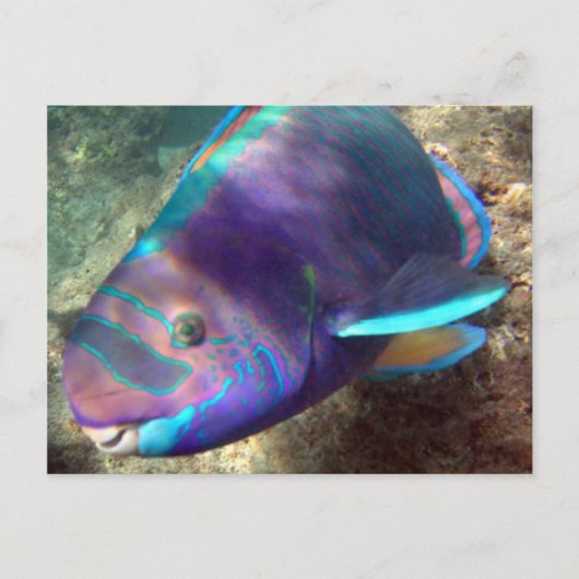 Hawaii Parrot Fish - Uhu Briefkaart (Voorkant)
