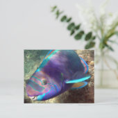 Hawaii Parrot Fish - Uhu Briefkaart (Staand voorkant)
