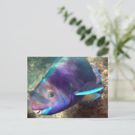 Hawaii Parrot Fish - Uhu Briefkaart (Staand voorkant)
