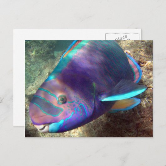 Hawaii Parrot Fish - Uhu Briefkaart (Voorkant / Achterkant)
