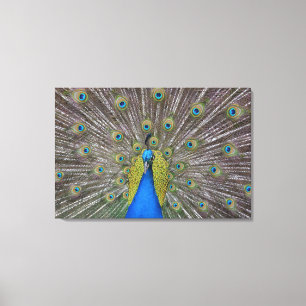 Hawaii Peacock Canvas Afdruk