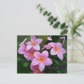 Hawaii Pink Plumeria Flowers Briefkaart (Staand voorkant)
