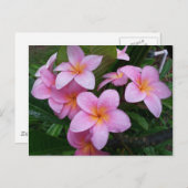 Hawaii Pink Plumeria Flowers Briefkaart (Voorkant / Achterkant)