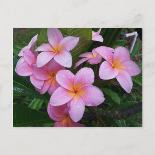 Hawaii Pink Plumeria Flowers Briefkaart
