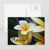 Hawaii Plumeria Briefkaart (Voorkant / Achterkant)
