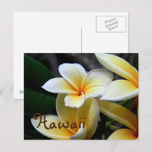 Hawaii Plumeria Briefkaart (Voorkant / Achterkant)