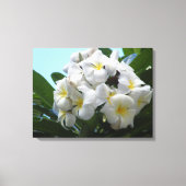 Hawaii Plumeria Canvas Afdruk (Voorkant)