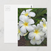 Hawaii Plumeria Flowers Briefkaart (Voorkant / Achterkant)