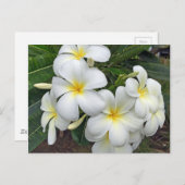 Hawaii Plumeria Flowers Briefkaart (Voorkant / Achterkant)