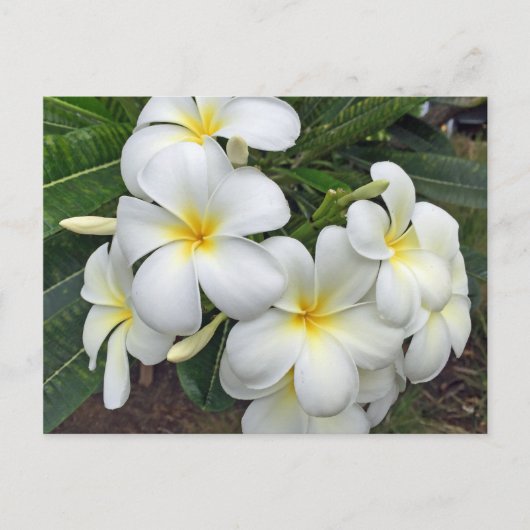 Hawaii Plumeria Flowers Briefkaart (Voorkant)