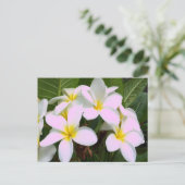 Hawaii Plumeria Flowers Briefkaart (Staand voorkant)