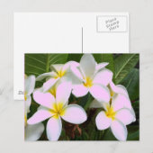 Hawaii Plumeria Flowers Briefkaart (Voorkant / Achterkant)