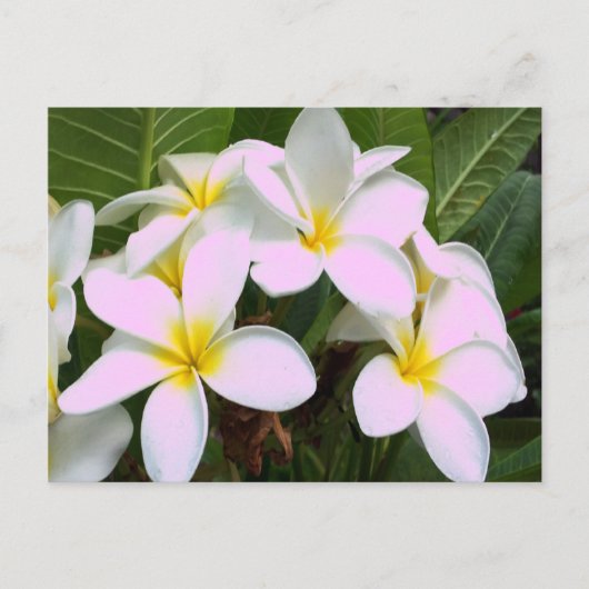 Hawaii Plumeria Flowers Briefkaart (Voorkant)