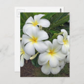 Hawaii Plumeria Flowers Briefkaart (Voorkant / Achterkant)