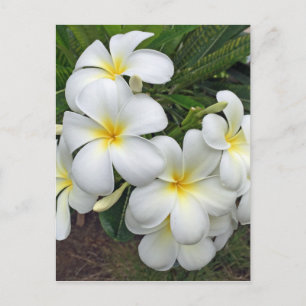 Hawaii Plumeria Flowers Briefkaart