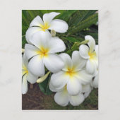 Hawaii Plumeria Flowers Briefkaart (Voorkant)