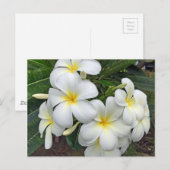 Hawaii Plumeria Flowers Briefkaart (Voorkant / Achterkant)