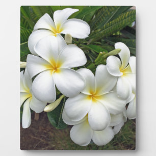 Hawaii Plumeria Flowers Fotoplaat