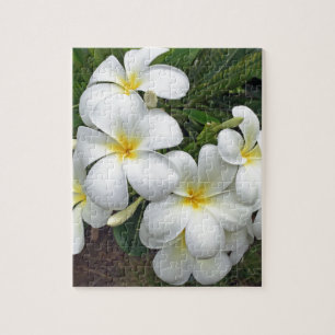 Hawaii Plumeria Flowers Legpuzzel