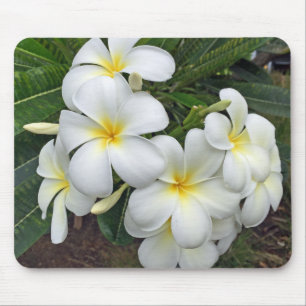 Hawaii Plumeria Flowers Muismat