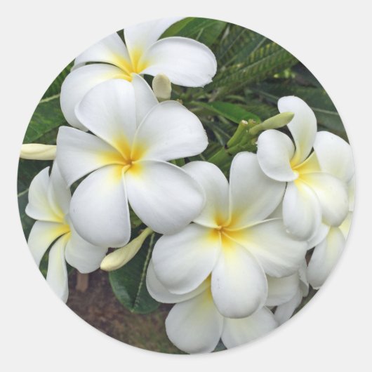 Hawaii Plumeria Flowers Ronde Sticker (Voorkant)