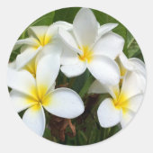 Hawaii Plumeria Flowers Ronde Sticker (Voorkant)