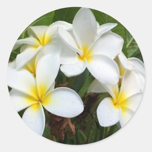 Hawaii Plumeria Flowers Ronde Sticker (Voorkant)