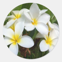 Hawaii Plumeria Flowers