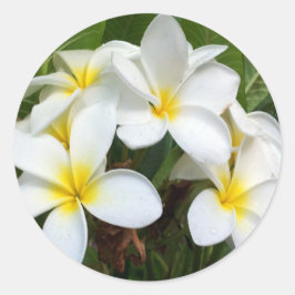 Hawaii Plumeria Flowers Ronde Sticker