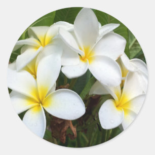 Hawaii Plumeria Flowers Ronde Sticker