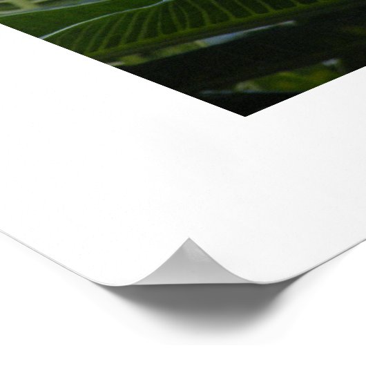 Hawaii Plumeria Poster (Hoek)