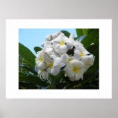 Hawaii Plumeria Poster (Voorkant)
