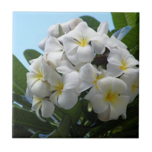 Hawaii Plumeria Tegeltje