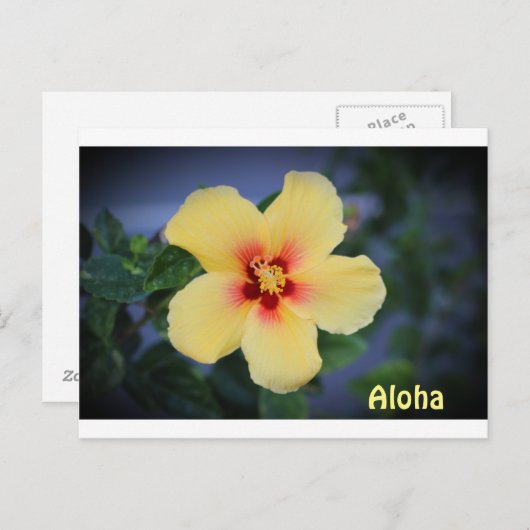 hawaii postkaart met de hawaii state flower . (Voorkant / Achterkant)