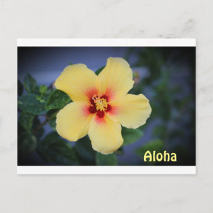 hawaii postkaart met de hawaii state flower .