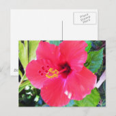 Hawaii Red Hibiscus Flower Briefkaart (Voorkant / Achterkant)