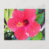 Hawaii Red Hibiscus Flower Briefkaart (Voorkant)