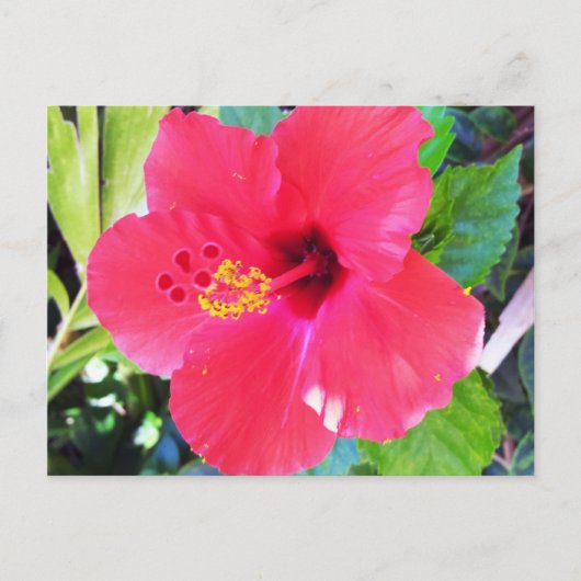 Hawaii Red Hibiscus Flower Briefkaart (Voorkant)