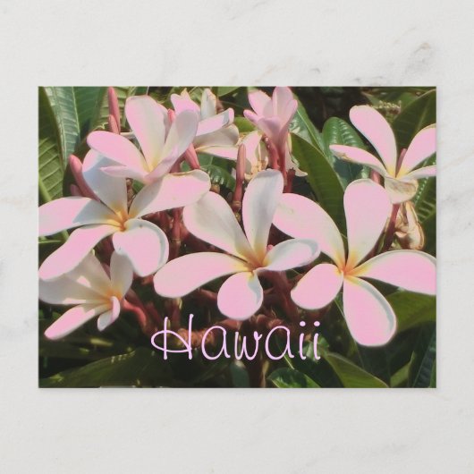 Hawaii roze plumeria bloem briefkaart (Voorkant)