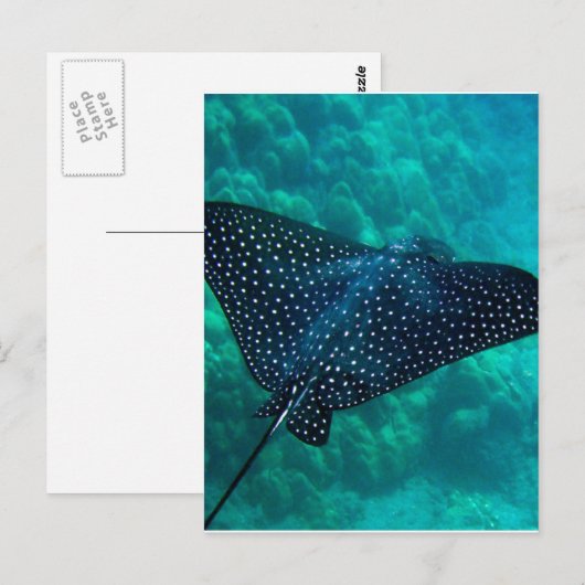 Hawaii Spotted Eagle Ray Briefkaart (Voorkant / Achterkant)
