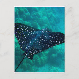 Hawaii Spotted Eagle Ray Briefkaart