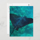 Hawaii Spotted Eagle Ray Briefkaart (Voorkant / Achterkant)