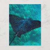 Hawaii Spotted Eagle Ray Briefkaart (Voorkant)