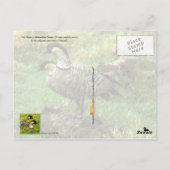 Hawaii State Bird - Nene of Hawaiian Goose Briefkaart (Achterkant)