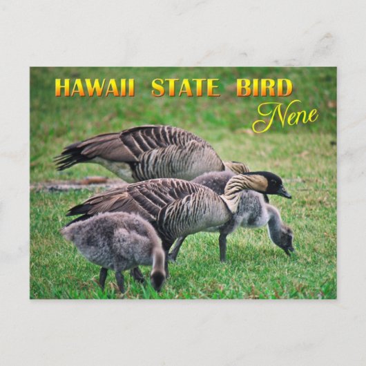 Hawaii State Bird - Nene of Hawaiian Goose Briefkaart (Voorkant)