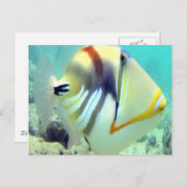 Hawaii State Fish - Humuhumunukunukuapua'a Briefkaart (Voorkant / Achterkant)