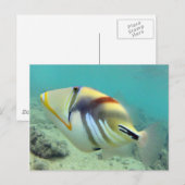 Hawaii State Fish - Humuhumunukunukuapua'a Briefkaart (Voorkant / Achterkant)