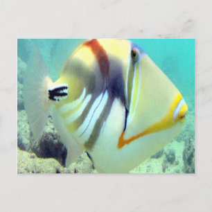 Hawaii State Fish - Humuhumunukunukuapua'a Briefkaart