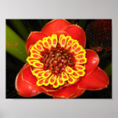 Hawaii Torch Ginger Poster (Voorkant)