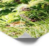 Hawaii Tree Poster (Hoek)